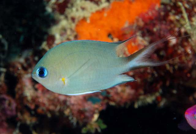 Chromis amboinensis (Castagnola di Ambon)